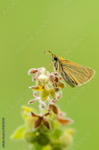 uropean Skipper (Thymelicus lineola) photo