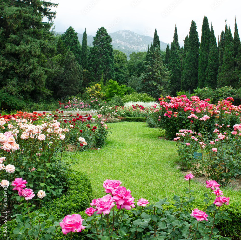 Obraz premium Ogród róż