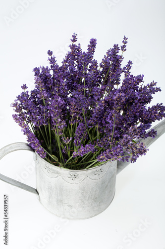 Watering Can and Lavender isolated on white