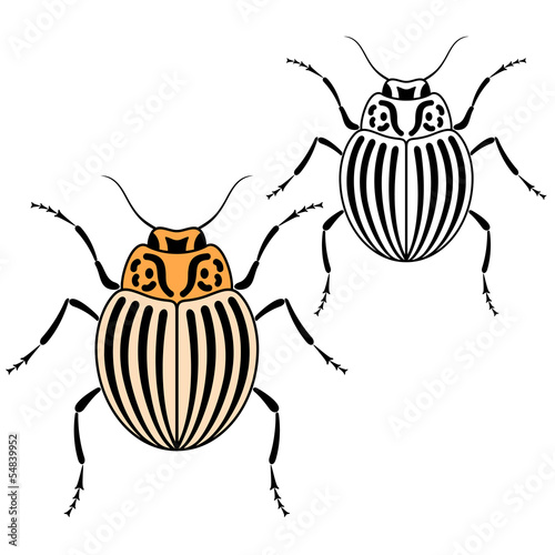 Colorado bettle vector