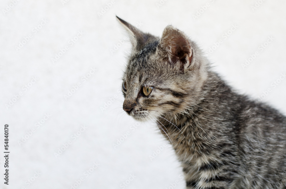 Adorable tabby kitten