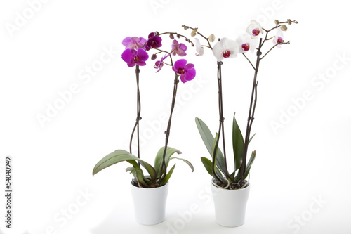 Fototapeta Naklejka Na Ścianę i Meble -  Phalaenopsis orchids in flower pot