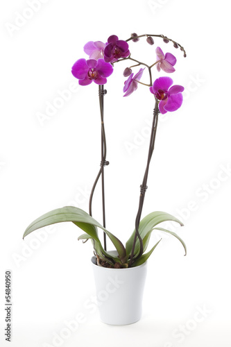 Fototapeta Naklejka Na Ścianę i Meble -  Phalaenopsis orchid in flower pot