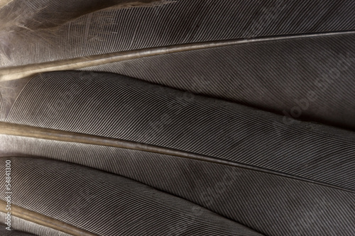 Feathers close up