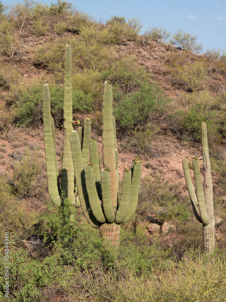 Desert Landscape with Saguaro Cacti