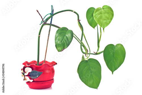 Philodendron plant in red rustic ceramic pot isolated on white