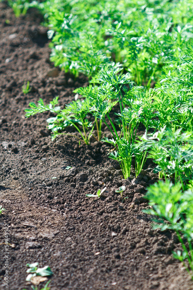 Small carrot sprouts growing. Small carrot sprouts growing.