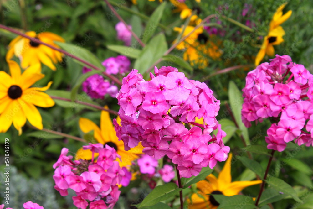 Creeping Phlox (Phlox subulata). Creeping Phlox (Phlox subulata).