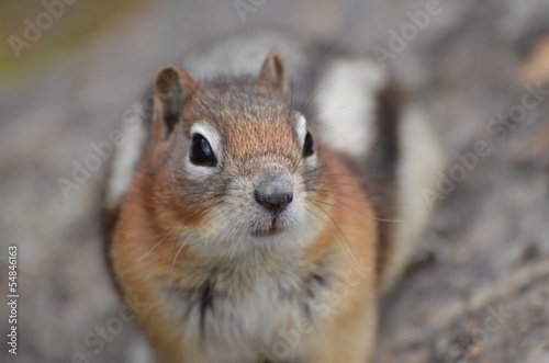 ground squirrel photo