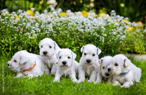 white schnauzer puppies © Mara Zemgaliete