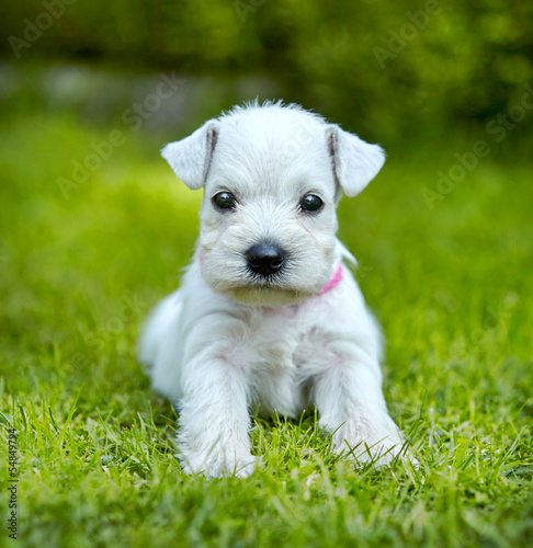 white schnauzer puppy