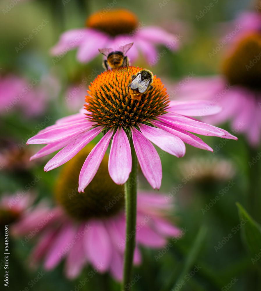 pink flower with bumblebees