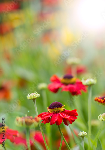red flower meadow background