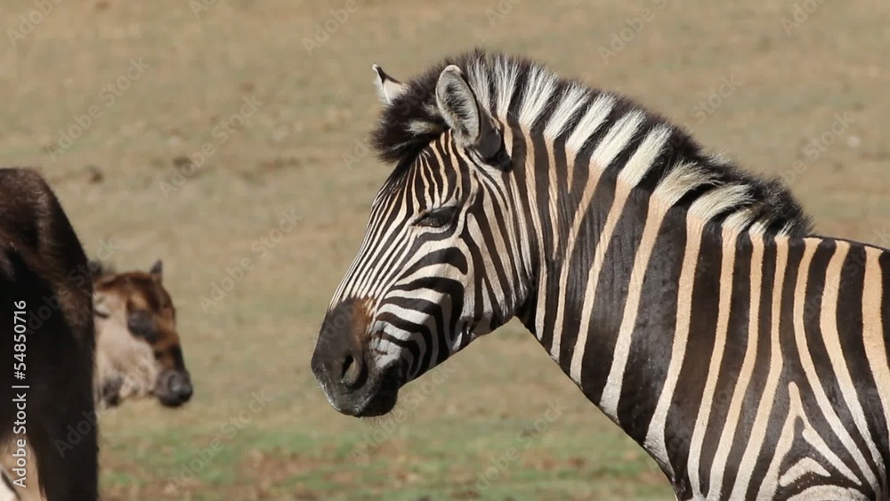 Portrait of a plains (Burchells) Zebra Portrait of a plains (Burchells) Zebra