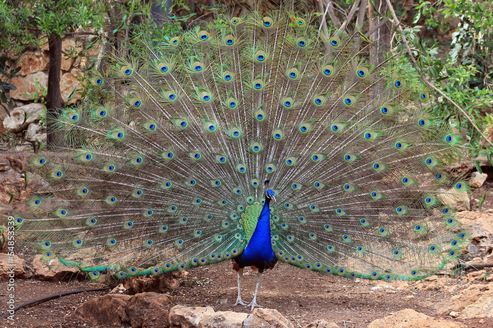 Obraz premium Peacock