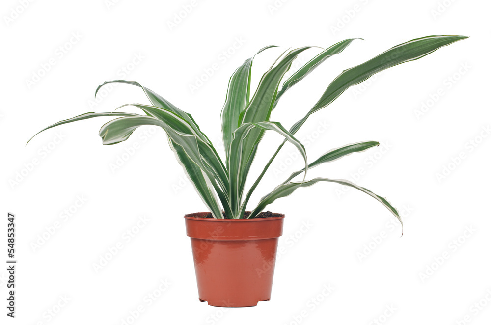 Houseplant Houseplant