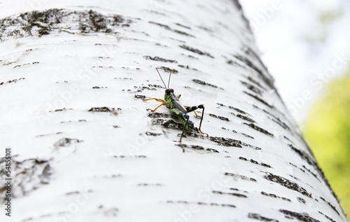 grasshopper Podisma (sub) Alpina photo