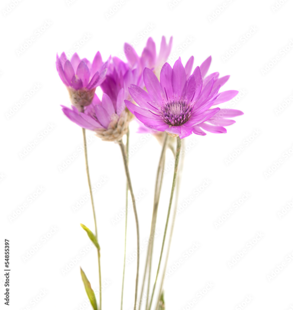 Obraz premium Immortelle flower isolated