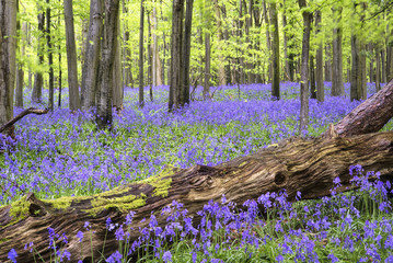 Papier peint photo Pantone 2025 Mocha Mousse Vibrant bluebell carpet Spring forest landscape  © veneratio