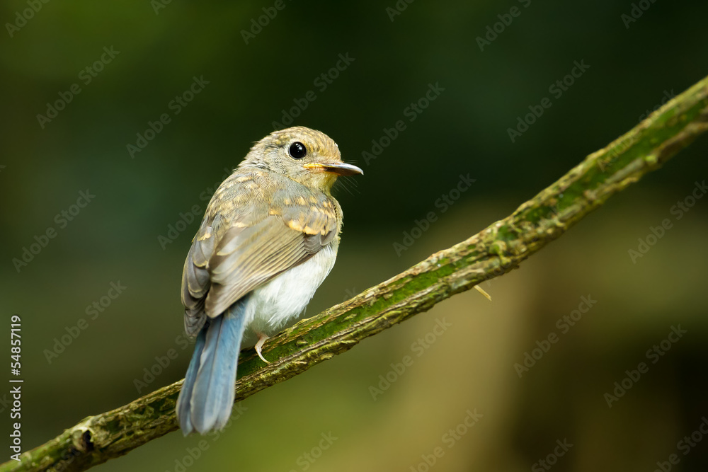 Fototapeta premium Young Large Blue Flycatcher(Cyornis magnirostris) in nature