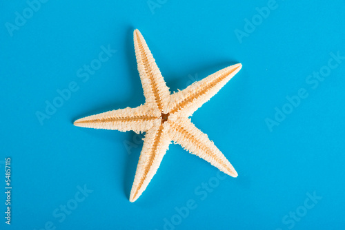  starfishe © Valeri Luzina