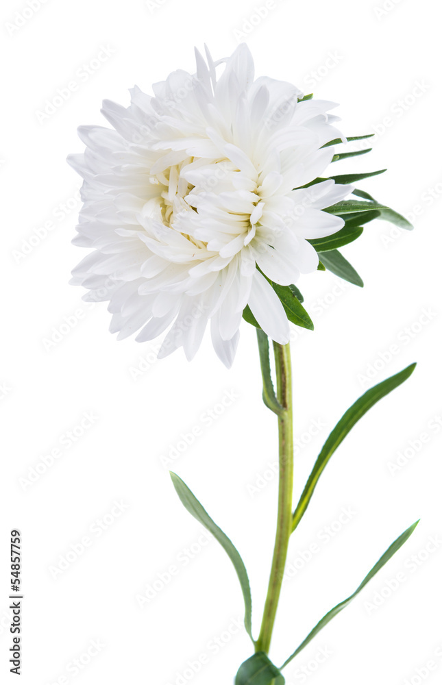 Fototapeta premium white chrysanthemum isolated