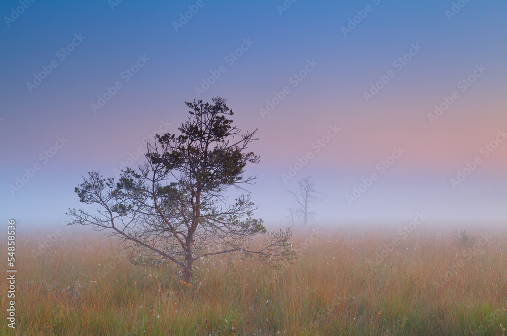 Fotografía pine tree in dense fog