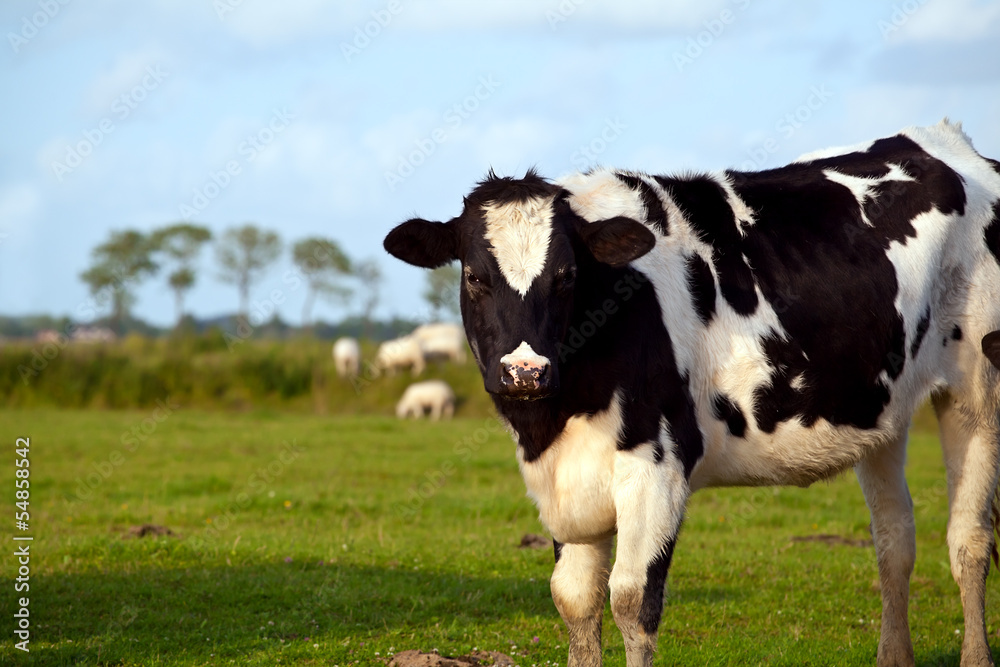 black and white cow on pasture