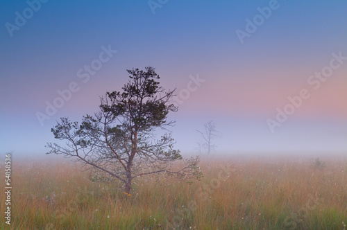 Konstfotografi pine tree in dense fog