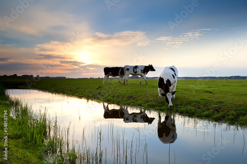 cows grazing on pasture at sunset