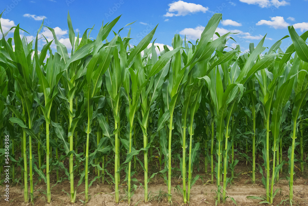 Stalks of corn against the background of the blue sky. Stalks of corn against the background of the blue sky.