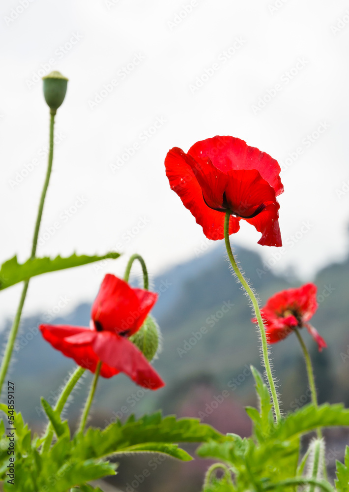 Red opium poppy flower (Papaver somniferum) Red opium poppy flower (Papaver somniferum)