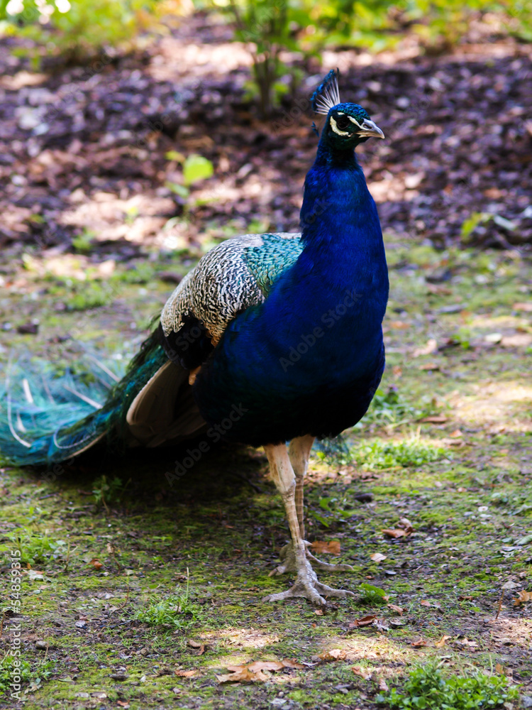 Fototapeta premium Peafowl