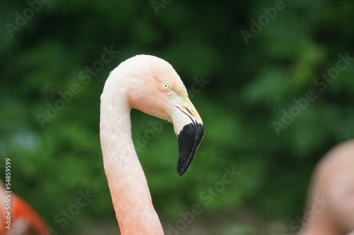 Chilean Flamingo - Phoenicopterus chilensis