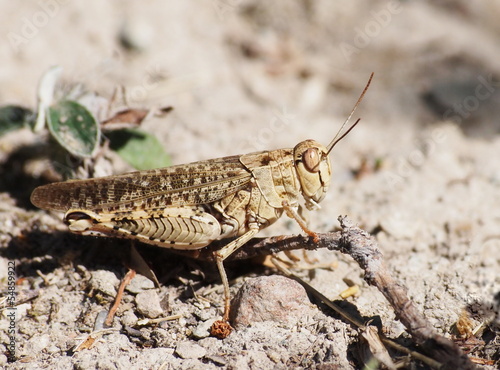 brown grasshopper photo
