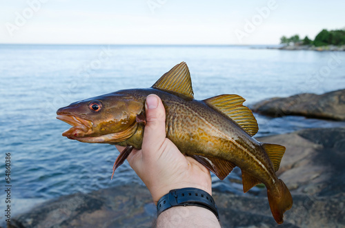 Fototapeta Naklejka Na Ścianę i Meble -  Brown cod in anglers hand
