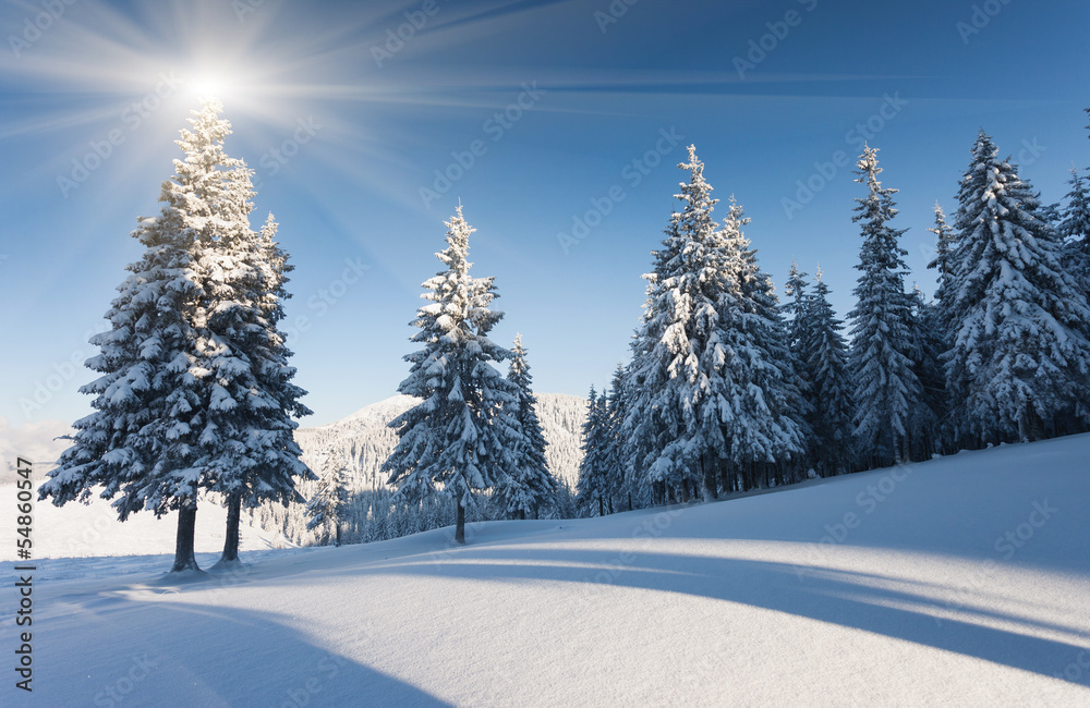 Fototapeta premium winter