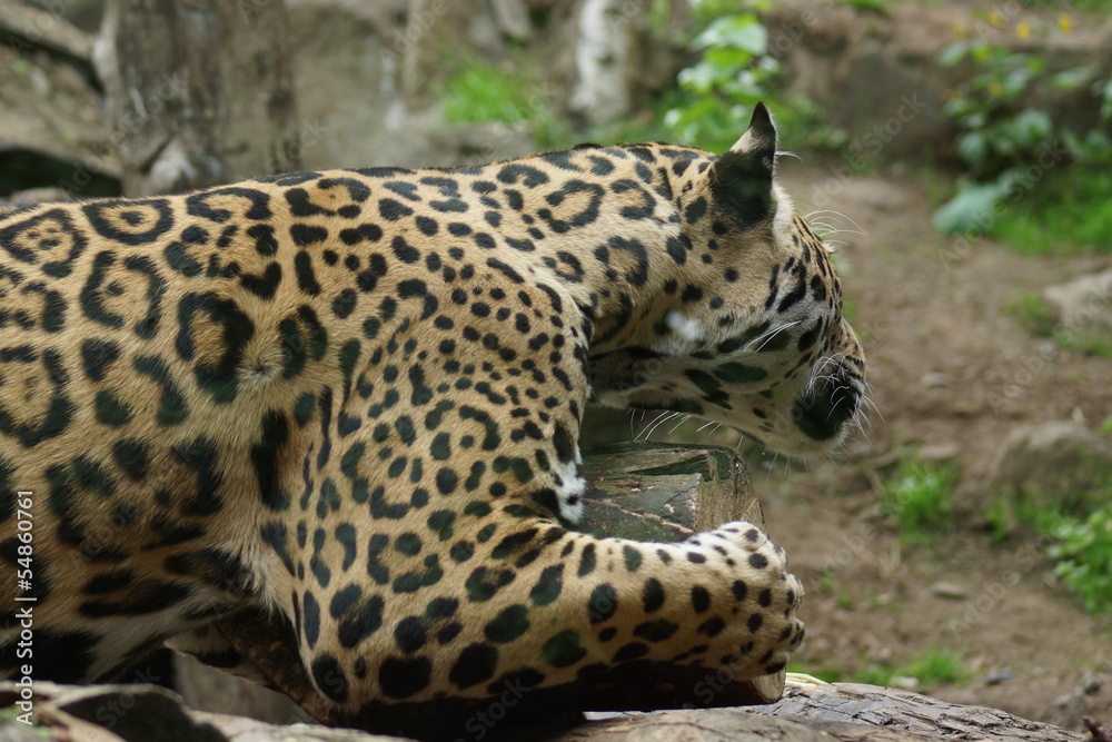 Obraz premium Jaguar - Panthera onca