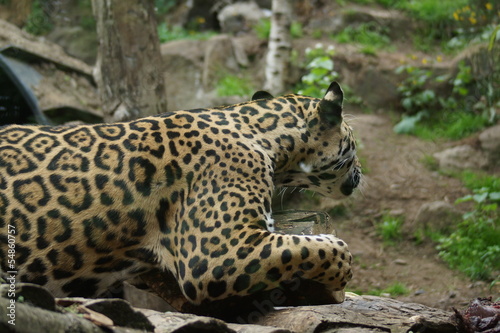 Jaguar - Panthera onca