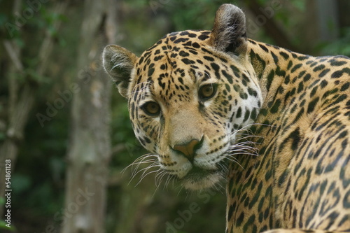 Jaguar - Panthera onca © Daniel Mortell