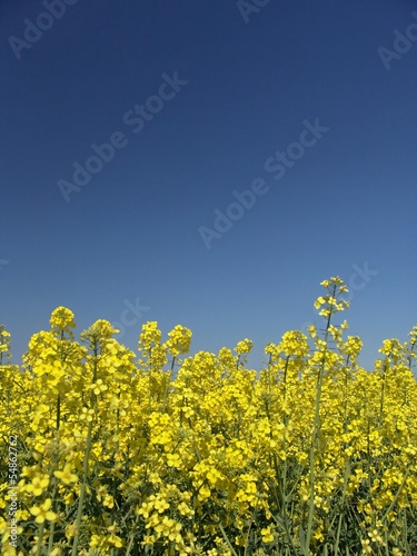 yellow rape field bee blue sky