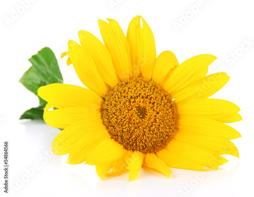 Bright sunflower isolated on white