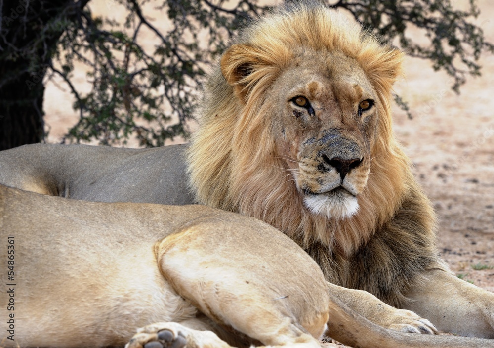 Male lion (Panthera leo) resting, Kalahari desert