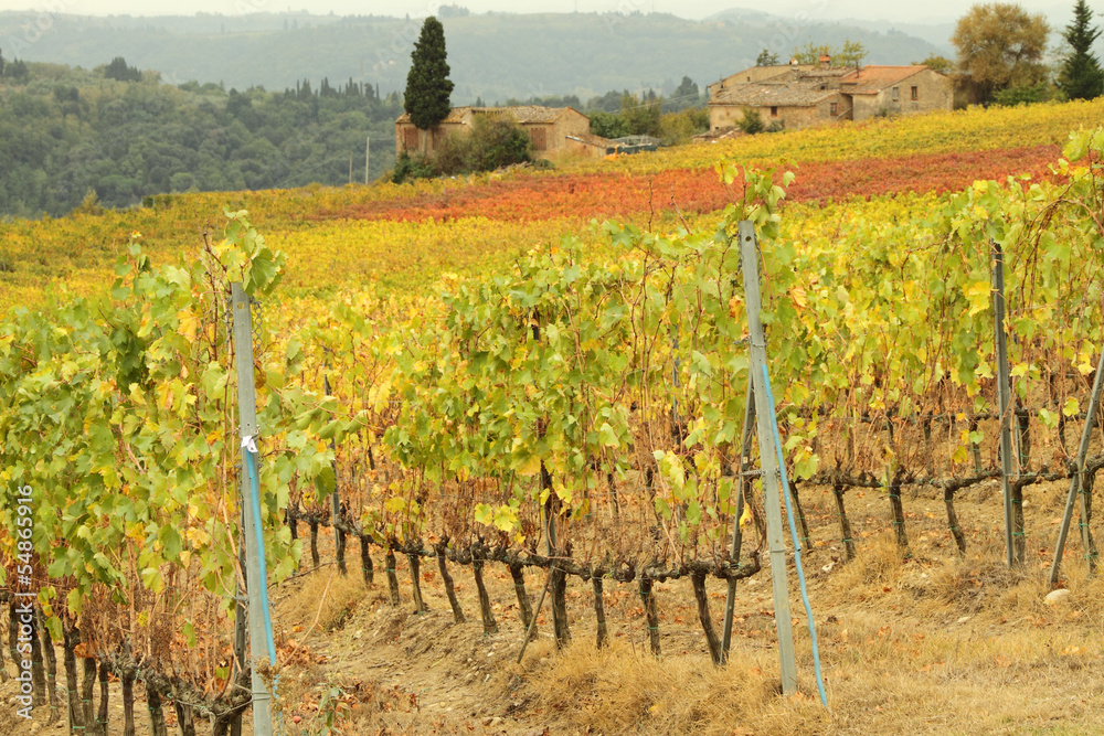 beautiful autumnal landscape in Tuscany with colorful vineyards