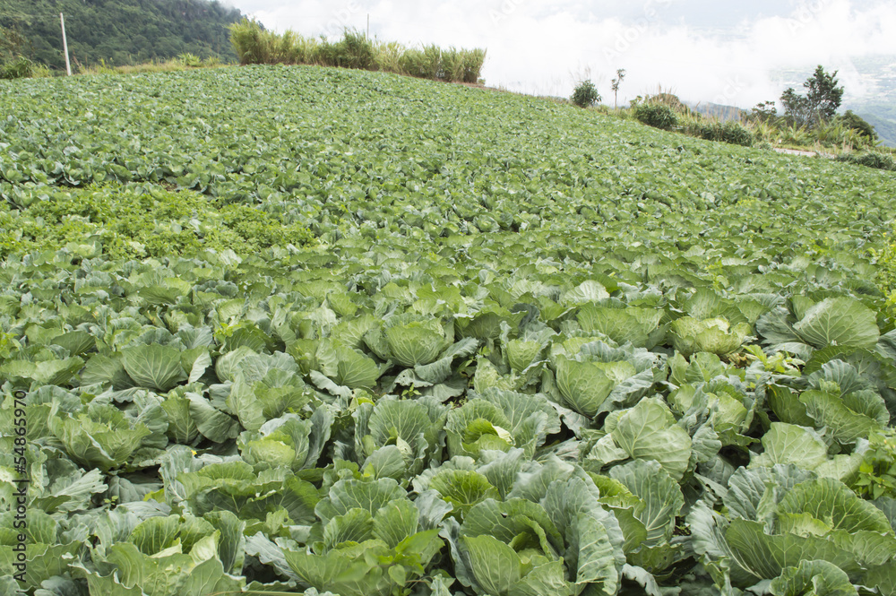 Fototapeta premium The field of a cabbage