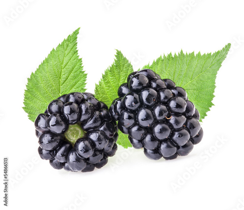 Blackberry with leaves isolated on white