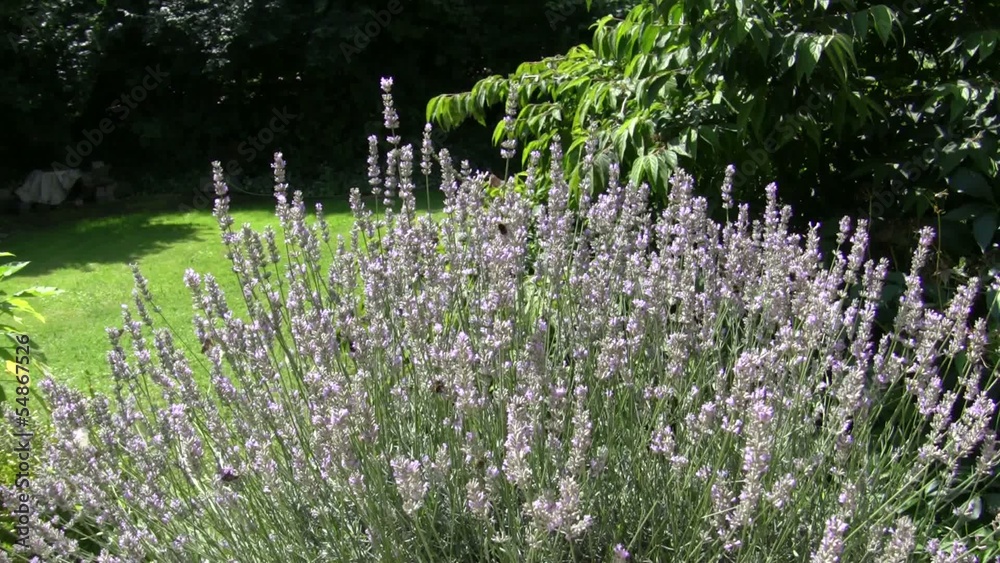 blühender Lavendel im Garten