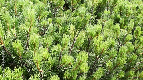 Mountain pine ( pinus mugo ) photo