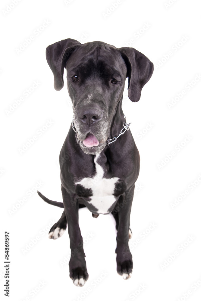 Black Great Dane, on the white background