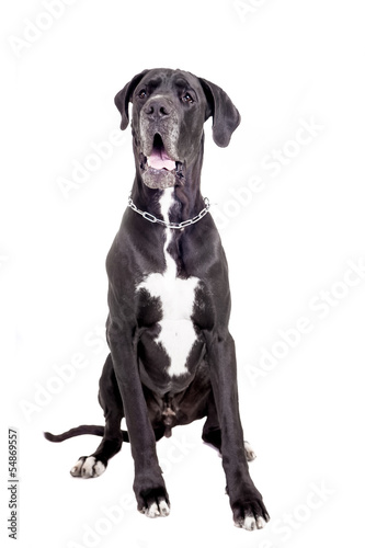 Black Great Dane, on the white background